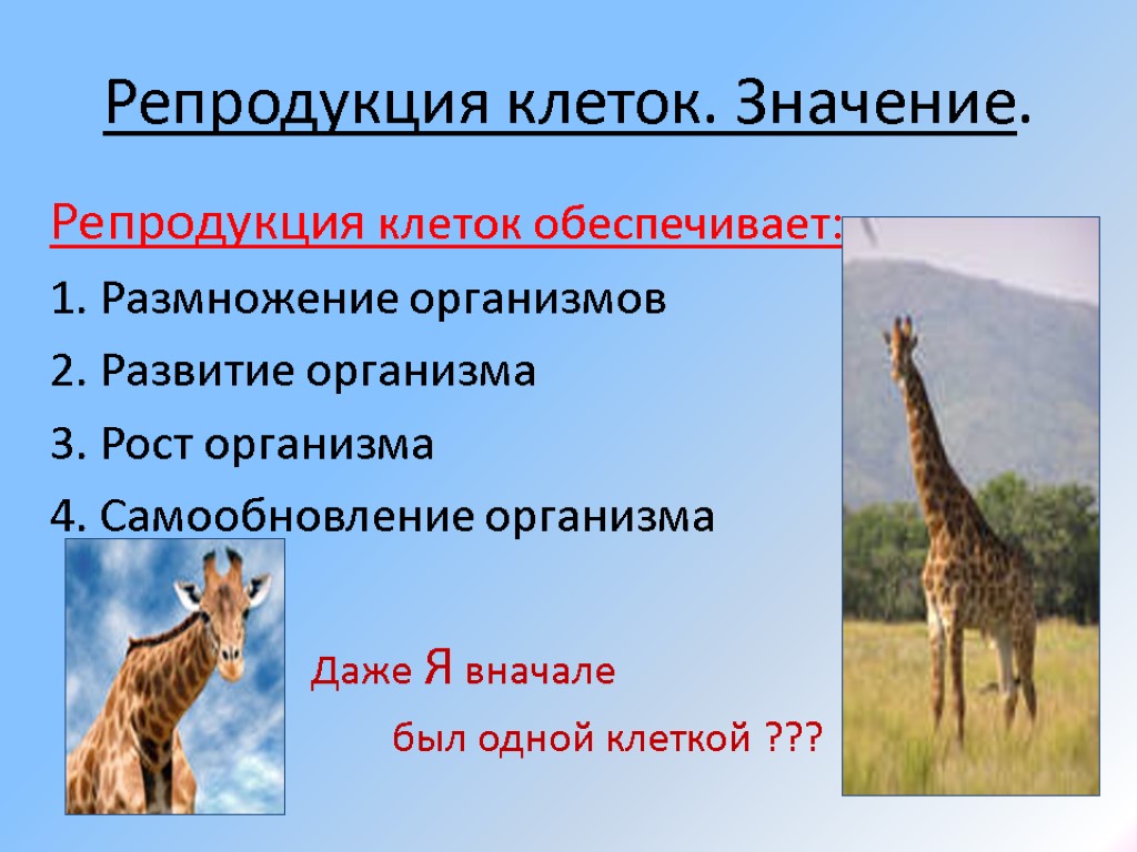 Репродукция клеток. Значение. Репродукция клеток обеспечивает: 1. Размножение организмов 2. Развитие организма 3. Рост